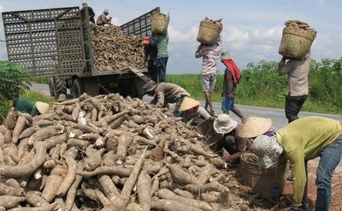 Trung Quốc tăng nhập khẩu sắn từ Campuchia, Lào, giảm mua từ Việt Nam
