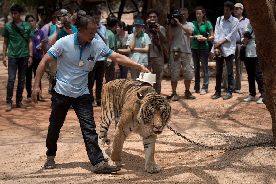 86 con hổ chết sau khi rời chùa Thái Lan: Chùa Hổ lên tiếng - 1