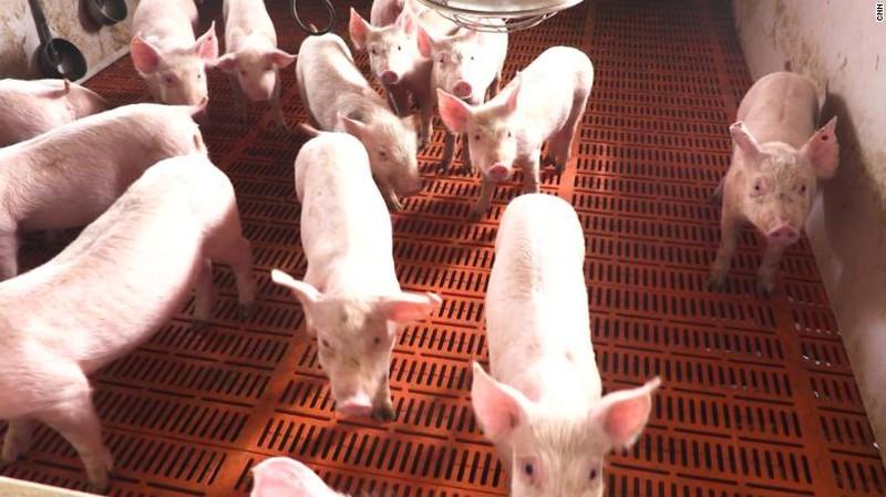 Trung Quốc xuất 10.000 tấn thịt lợn từ nguồn dự trữ quốc gia - 1