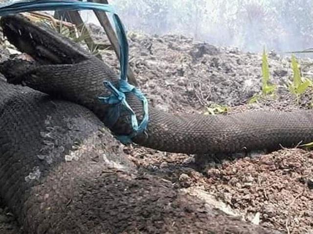 Trăn vua khổng lồ chết thảm trong đám cháy rừng ở Indonesia