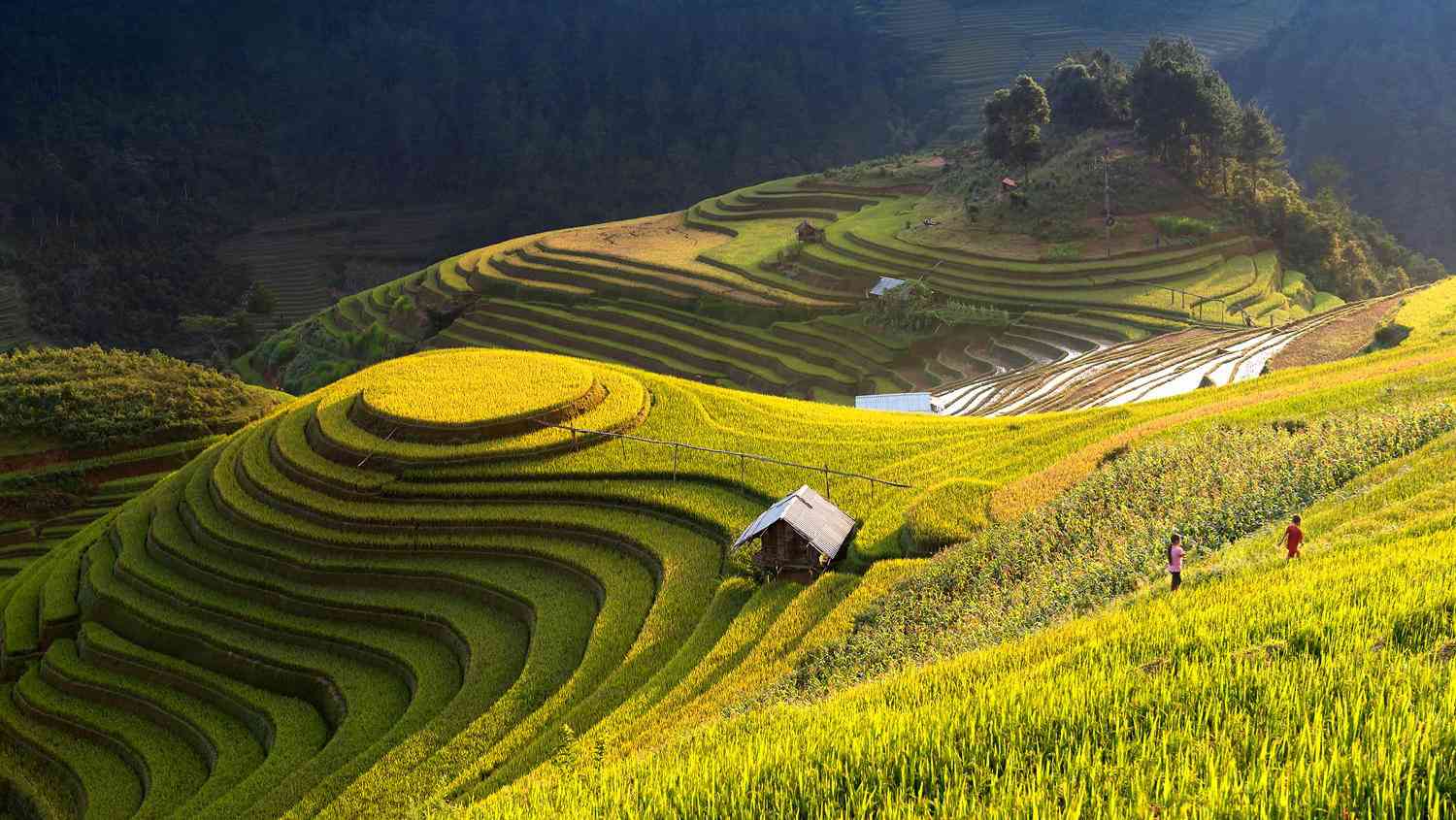 Điểm check-in mùa lúa chín vàng đốn tim giới trẻ - 1