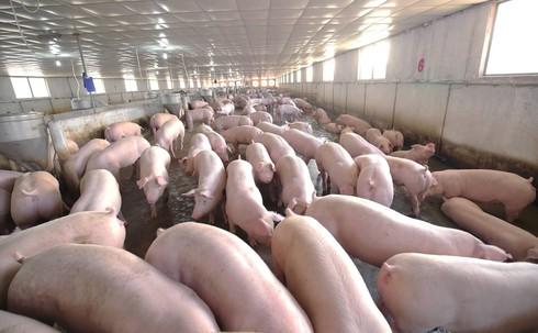 Dịch tả lợn phải tiêu hủy gần 5 triệu con cũng không lo thiếu thịt lợn vào cuối năm - 1