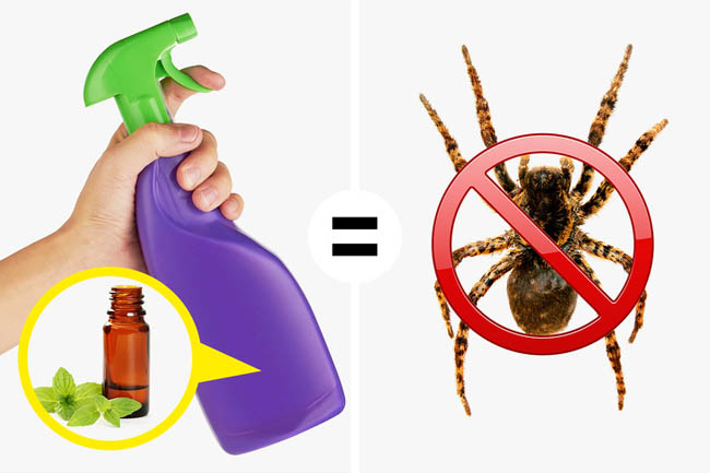 19 cách diệt muỗi trong phòng ngủ hiệu quả bằng mẹo dân gian dễ làm