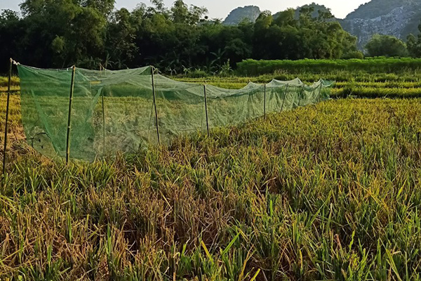 Người Việt giăng lưới bắt “tôm bay”, mỗi ngày thu về cả triệu đồng