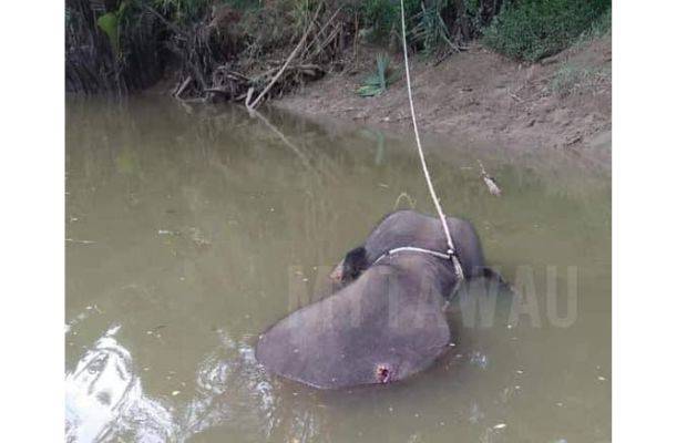 Đi câu cá, phát hiện xác voi với vết đạn bắn trên sông ở Malaysia - 1