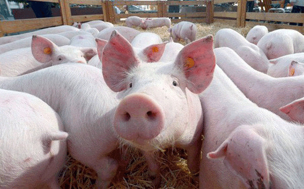 Nóng trong tuần: Giá lợn hơi duy trì ở mức cao; tôm hùm, gà, tiêu rớt giá chạm đáy