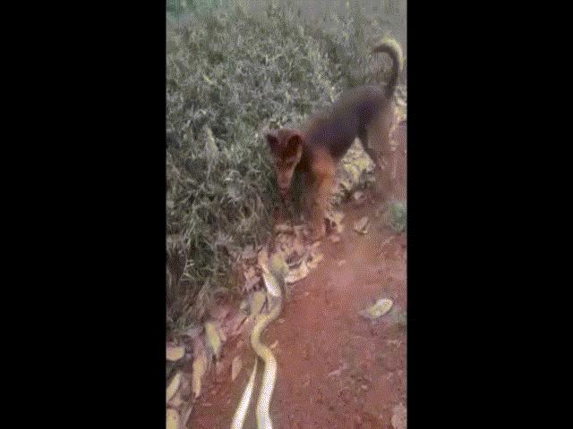 Video: Chó nhà đơn độc kịch chiến hổ mang chúa trên đường mòn và kết cục đáng thương