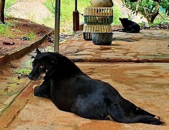 Lùng nhùng nghi vấn 'báo đen' xuất hiện ở Đồng Nai: Bất ngờ từ người báo tin - 2