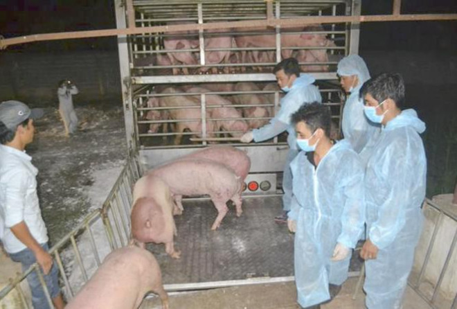 Lợn Thái Lan nhập khẩu chưa đủ để giảm giá thịt trong nước - 1