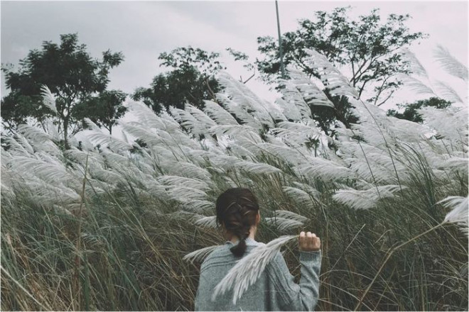 Cánh đồng lau ngay giữa trung tâm Hà Nội: Đẹp hoang sơ nhưng lên hình “chill” cực kỳ - 8