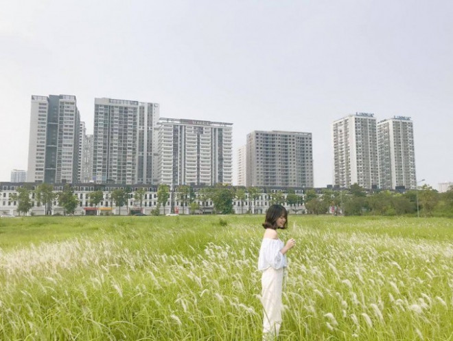 Cánh đồng lau ngay giữa trung tâm Hà Nội: Đẹp hoang sơ nhưng lên hình “chill” cực kỳ - 9