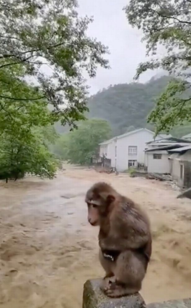Video: Con khỉ đứng giữa dòng nước lũ chảy xiết gây hoang mang ở Trung Quốc - 1
