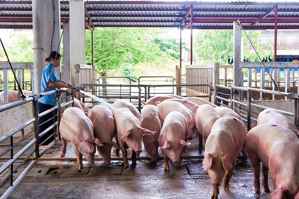 Giá lợn hơi trong nước quay đầu tăng, Thái Lan cấm xuất khẩu lợn sống sang Việt Nam? - 1