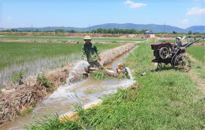 Hàng ngàn ha lúa chết cháy, ruộng đồng nứt toác vì đợt nắng nóng kỉ lục - 5