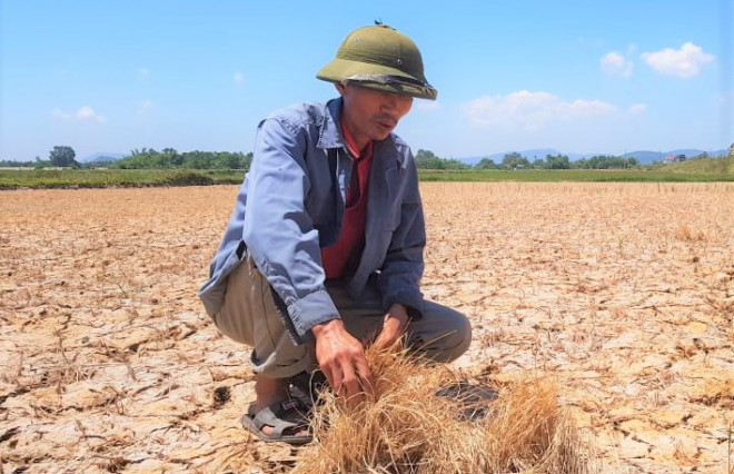Hàng ngàn ha lúa chết cháy, ruộng đồng nứt toác vì đợt nắng nóng kỉ lục - 3