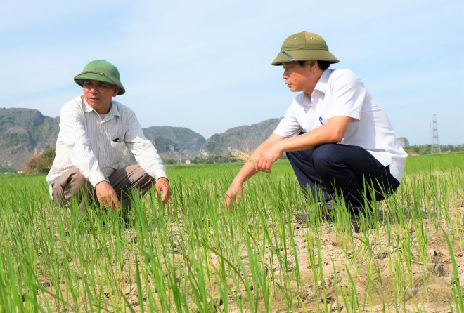Hàng ngàn ha lúa chết cháy, ruộng đồng nứt toác vì đợt nắng nóng kỉ lục - 8