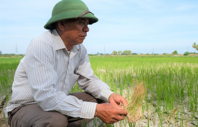 Hàng ngàn ha lúa chết cháy, ruộng đồng nứt toác vì đợt nắng nóng kỉ lục - 9