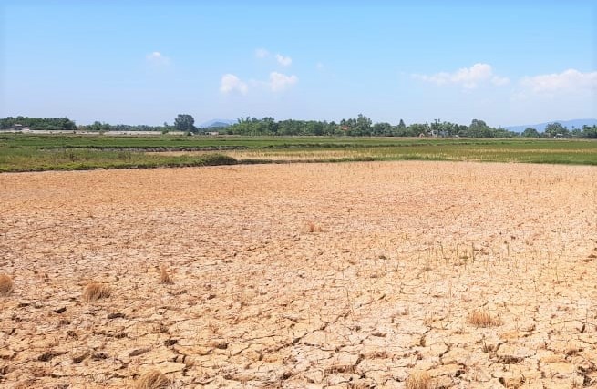 Hàng ngàn ha lúa chết cháy, ruộng đồng nứt toác vì đợt nắng nóng kỉ lục - 2