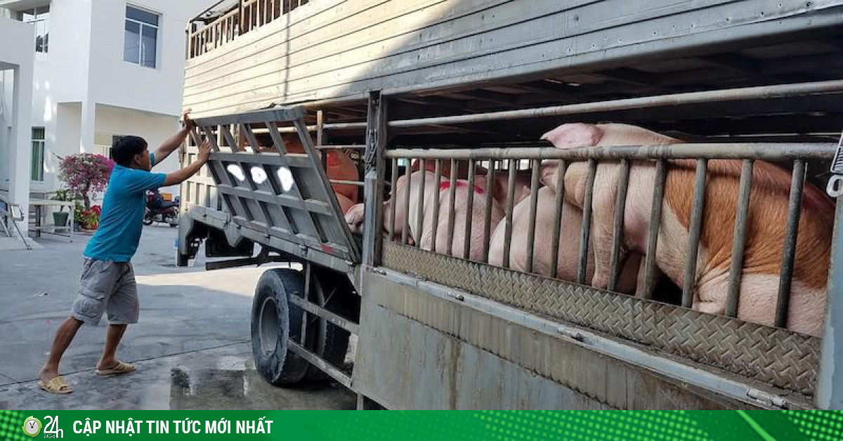 9.000 con heo Thái Lan đổ về, giá heo trong nước vẫn cao