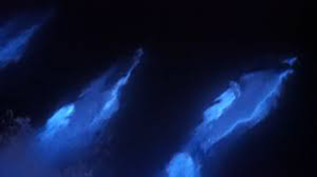 Kỳ lạ vùng biển có cá heo phát sáng như đèn huỳnh quang - 1