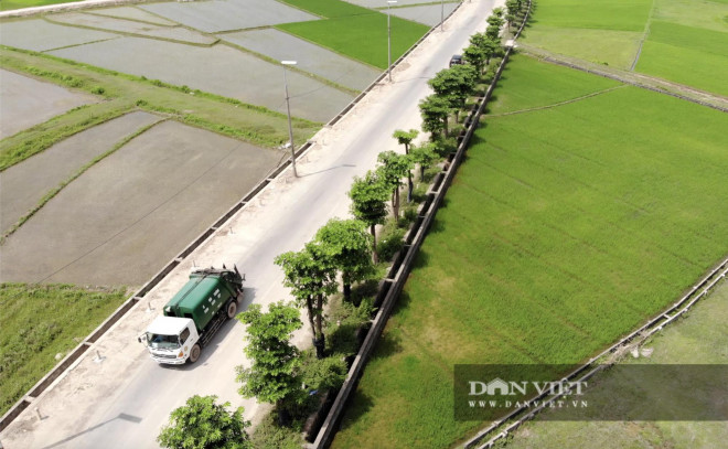 100 cây hoa sữa tươi tốt, đâm chồi nảy lộc sau một năm đến bãi rác Nam Sơn - 3