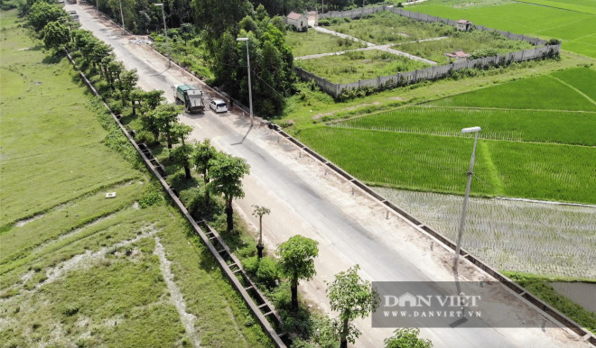 100 cây hoa sữa tươi tốt, đâm chồi nảy lộc sau một năm đến bãi rác Nam Sơn - 4