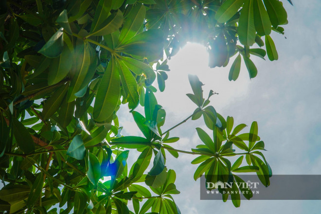 100 cây hoa sữa tươi tốt, đâm chồi nảy lộc sau một năm đến bãi rác Nam Sơn - 6