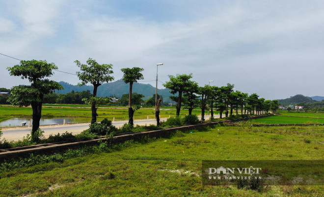 100 cây hoa sữa tươi tốt, đâm chồi nảy lộc sau một năm đến bãi rác Nam Sơn - 11