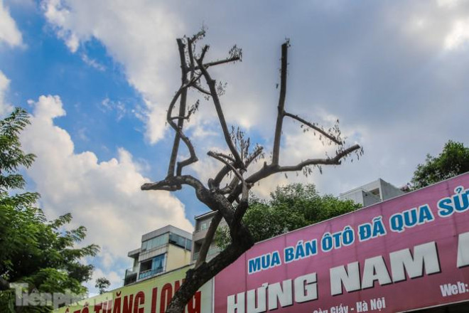 Nhiều cây sưa 'tiền tỷ' trên đường phố Hà Nội dần chết khô trong bọc sắt - 4