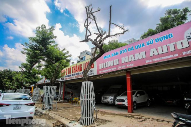 Nhiều cây sưa 'tiền tỷ' trên đường phố Hà Nội dần chết khô trong bọc sắt - 3