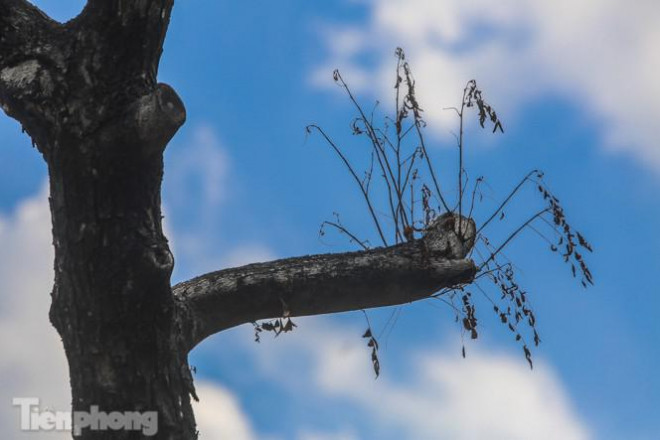 Nhiều cây sưa 'tiền tỷ' trên đường phố Hà Nội dần chết khô trong bọc sắt - 2