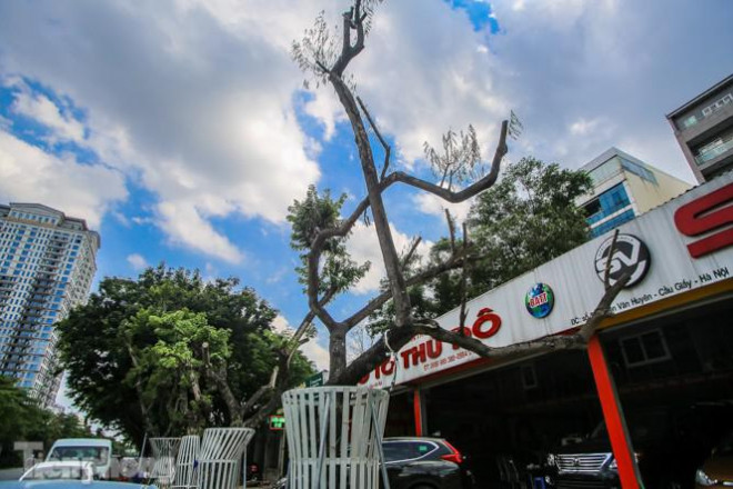 Nhiều cây sưa 'tiền tỷ' trên đường phố Hà Nội dần chết khô trong bọc sắt - 7