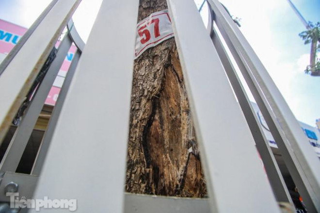 Nhiều cây sưa 'tiền tỷ' trên đường phố Hà Nội dần chết khô trong bọc sắt - 5