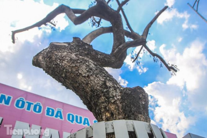 Nhiều cây sưa 'tiền tỷ' trên đường phố Hà Nội dần chết khô trong bọc sắt - 6