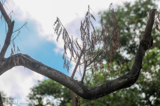 Nhiều cây sưa 'tiền tỷ' trên đường phố Hà Nội dần chết khô trong bọc sắt - 8