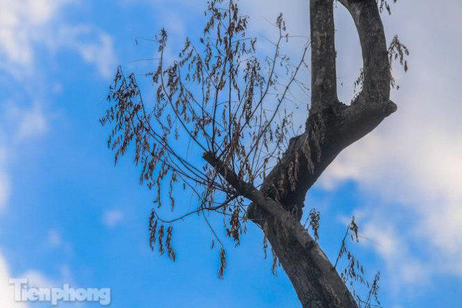 Nhiều cây sưa 'tiền tỷ' trên đường phố Hà Nội dần chết khô trong bọc sắt - 9