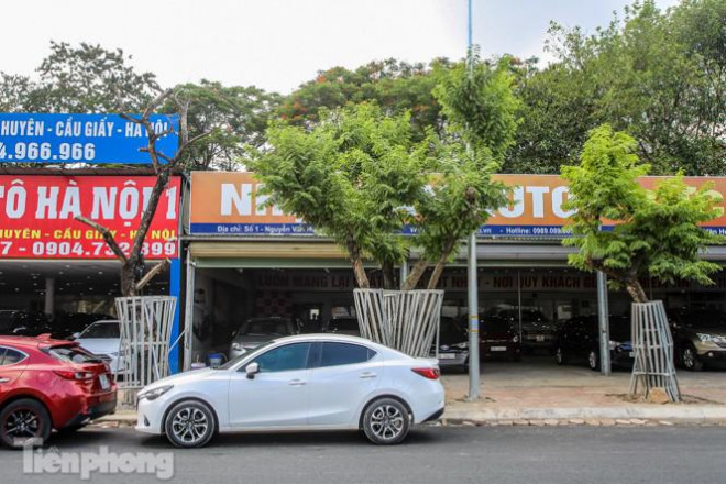 Nhiều cây sưa 'tiền tỷ' trên đường phố Hà Nội dần chết khô trong bọc sắt - 12