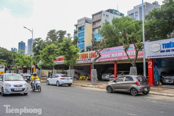 Nhiều cây sưa 'tiền tỷ' trên đường phố Hà Nội dần chết khô trong bọc sắt - 11