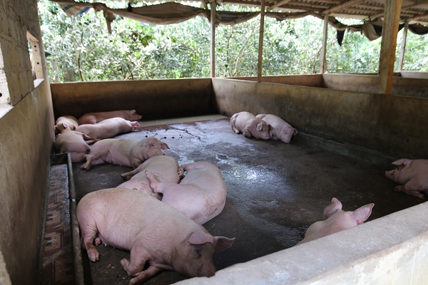 Thái Lan chính thức giảm xuất khẩu lợn, lợn hơi trong nước lại đà tăng? - 1