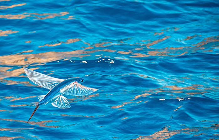 10 điều đáng kinh ngạc về đất nước có biệt danh "đảo râu dài" - 6