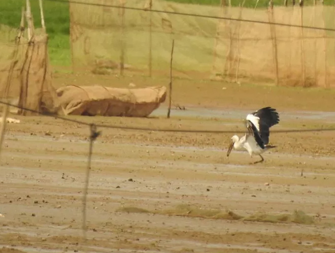 Đàn chim quý bất ngờ xuất hiện ở Đồng Nai - 3