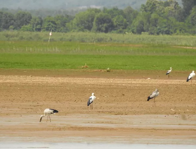Đàn chim quý bất ngờ xuất hiện ở Đồng Nai - 4