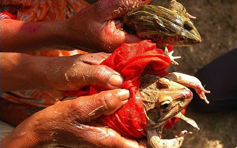 Những lễ hội, nghi lễ kỳ lạ ở Ấn Độ khiến du khách sốc nặng - 7