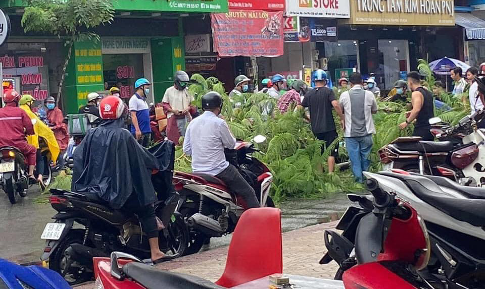 Phượng bật gốc đổ ập xuống phố Sài Gòn, lộ ra phần rễ trơ trọi - 2