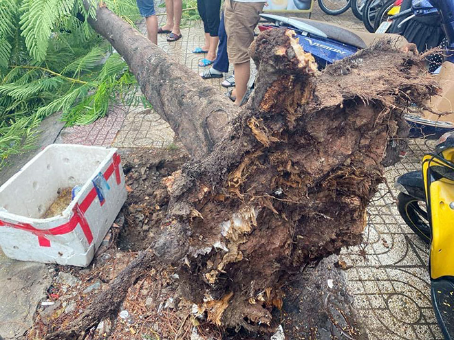 Phượng bật gốc đổ ập xuống phố Sài Gòn, lộ ra phần rễ trơ trọi - 4