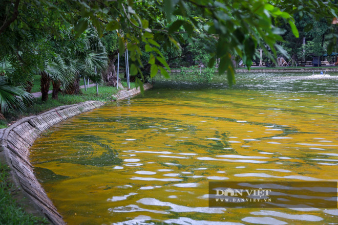 Hà Nội: Mặt nước hồ Bách Thảo bất ngờ chuyển màu vàng lạ mắt - 2