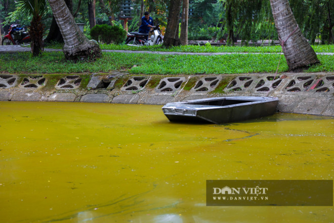 Hà Nội: Mặt nước hồ Bách Thảo bất ngờ chuyển màu vàng lạ mắt - 4