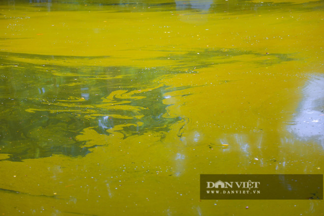 Hà Nội: Mặt nước hồ Bách Thảo bất ngờ chuyển màu vàng lạ mắt - 5