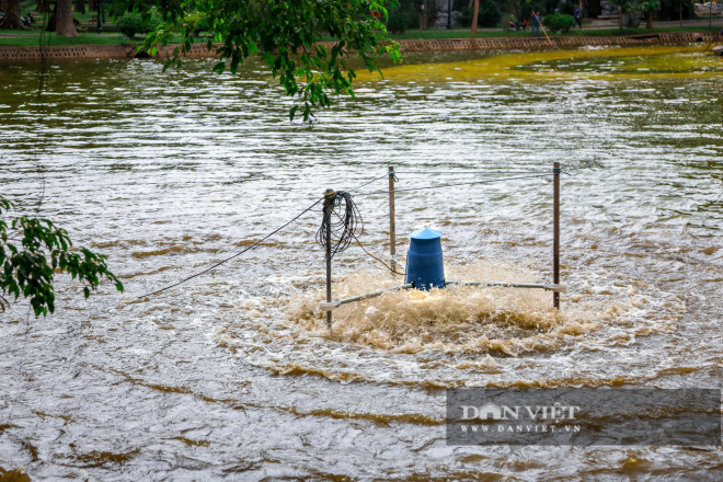 Hà Nội: Mặt nước hồ Bách Thảo bất ngờ chuyển màu vàng lạ mắt - 8