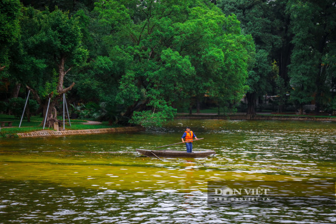 Hà Nội: Mặt nước hồ Bách Thảo bất ngờ chuyển màu vàng lạ mắt - 11